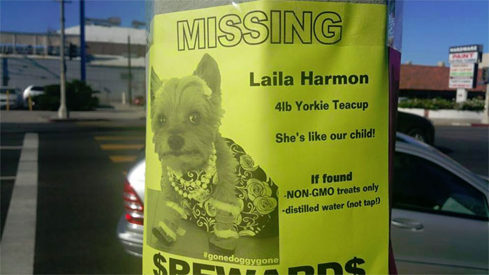 For Someone Desperately Seeking Their Lost Dog, They Sure Are Placing Alot Of Demands On The People That Find Her