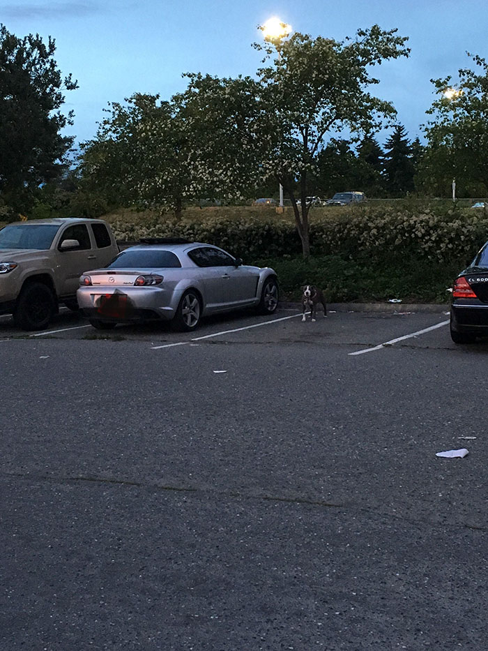 Leaving Your Dog Like This While You're At Work