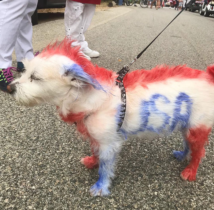 Spray Painting Your Dog To Look Patriotic