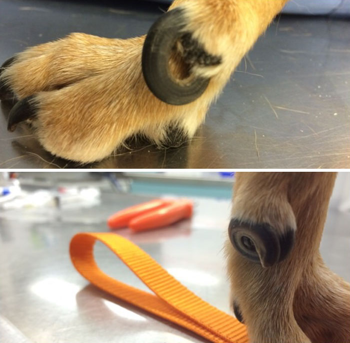 Just Cut Your Dogs Nails...ok?