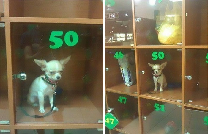 A Small Dog Left Inside A Shop's Baggage Storage