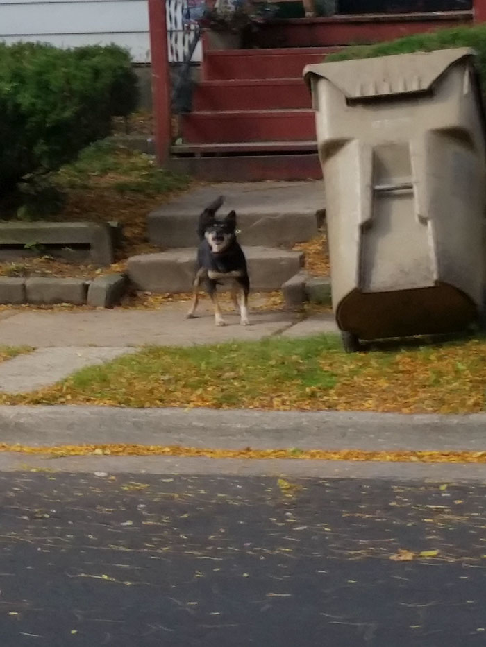 Dog Given Free Reign Of Sidewalk!