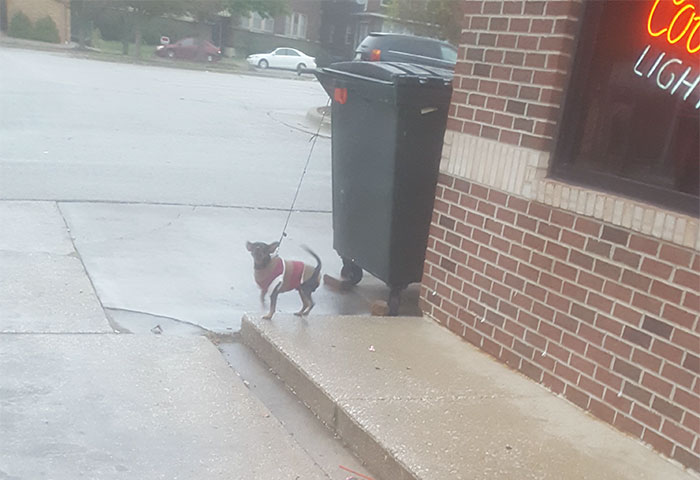 Tied To A Dumpster Outside A Liquor Store While The Owner Was Inside Playing Video Poker(35° And Raining)