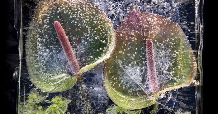 30 Pics Of Flowers That We Captured Encased In Ice (New Pics)