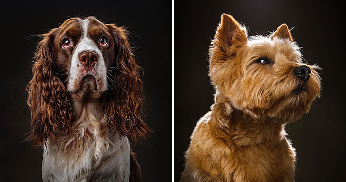 15 Pics Of Witty ‘Dogographies’ By National Geographic Photographer Who Decided To Take A Year Off