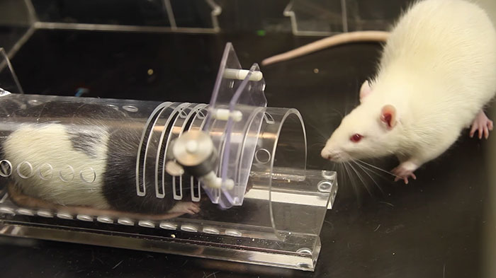 Research Shows That Rats Show Empathy, But Are Selective Regarding Fur Color Research Shows That Rats Show Empathy, But Are Selective Regarding Fur Color