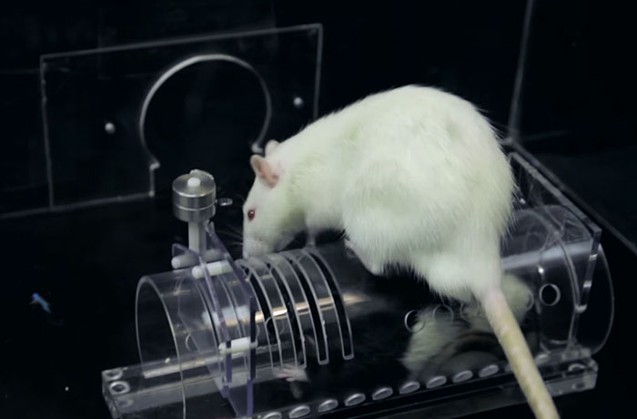 Research Shows That Rats Show Empathy, But Are Selective Regarding Fur Color Research Shows That Rats Show Empathy, But Are Selective Regarding Fur Color