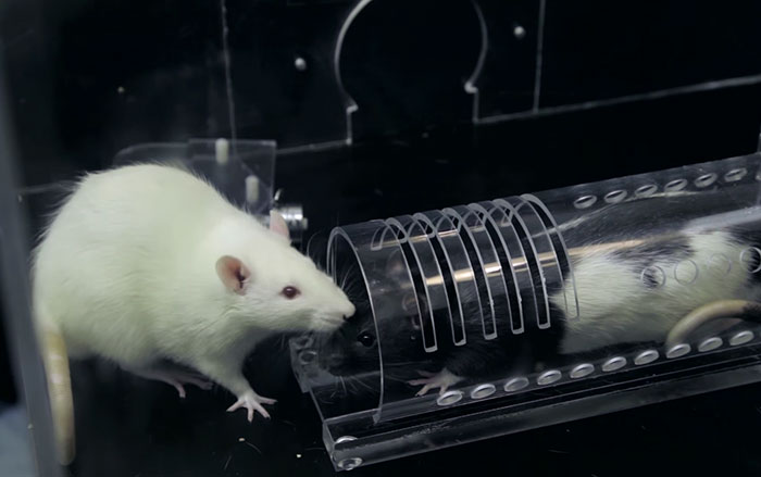 Research Shows That Rats Show Empathy, But Are Selective Regarding Fur Color Research Shows That Rats Show Empathy, But Are Selective Regarding Fur Color