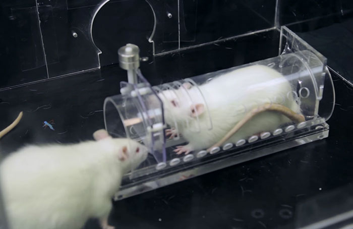 Research Shows That Rats Show Empathy, But Are Selective Regarding Fur Color