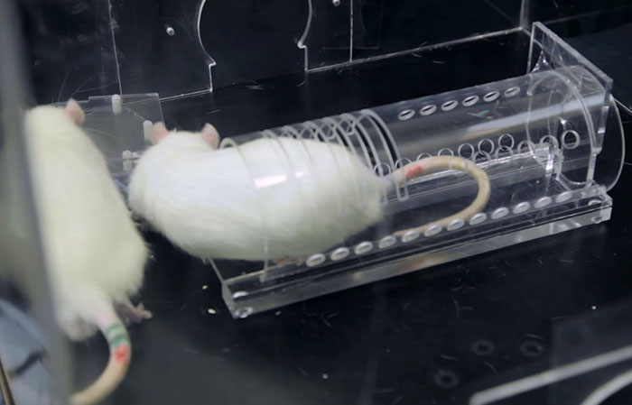 Research Shows That Rats Show Empathy, But Are Selective Regarding Fur Color