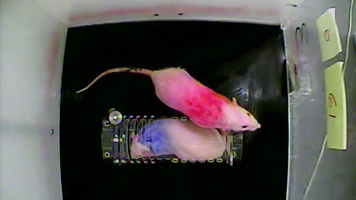 Research Shows That Rats Show Empathy, But Are Selective Regarding Fur Color Research Shows That Rats Show Empathy, But Are Selective Regarding Fur Color