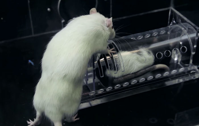 Research Shows That Rats Show Empathy, But Are Selective Regarding Fur Color Research Shows That Rats Show Empathy, But Are Selective Regarding Fur Color