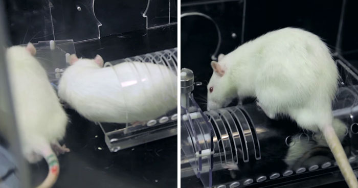 Research Shows That Rats Show Empathy, But Are Selective Regarding Fur Color