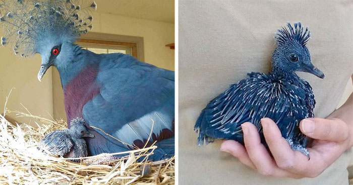 «Gura Victoria» es una de las aves más bellas y puede alcanzar el tamaño de un pavo