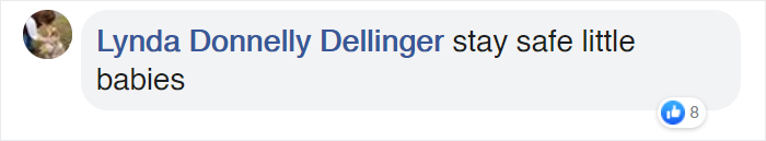 California's Last Gray Wolf Pack Just Surprised Everyone By Welcoming 3 New Pups California's Last Gray Wolf Pack Just Surprised Everyone By Welcoming 3 New Pups