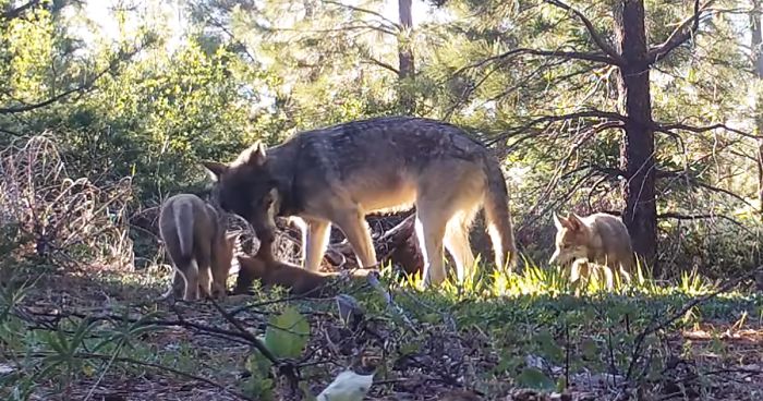 California’s Last Gray Wolf Pack Just Surprised Everyone By Welcoming 3 New Pups
