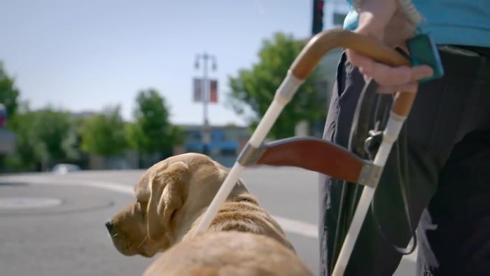 This Adorable Netflix Dogumentary Follows 5 Labrador Puppies' Training To Become Pawsome Guide Dogs This Adorable Netflix Dogumentary Follows 5 Labrador Puppies' Training To Become Pawsome Guide Dogs