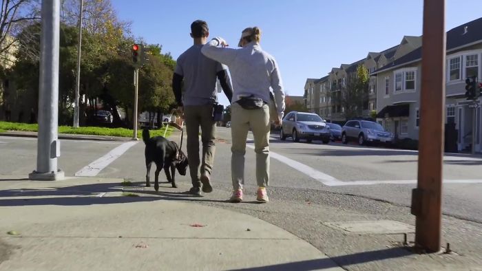 This Adorable Netflix Dogumentary Follows 5 Labrador Puppies' Training To Become Pawsome Guide Dogs