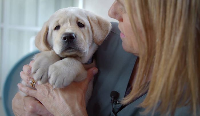 This Adorable Netflix Dogumentary Follows 5 Labrador Puppies' Training To Become Pawsome Guide Dogs This Adorable Netflix Dogumentary Follows 5 Labrador Puppies' Training To Become Pawsome Guide Dogs