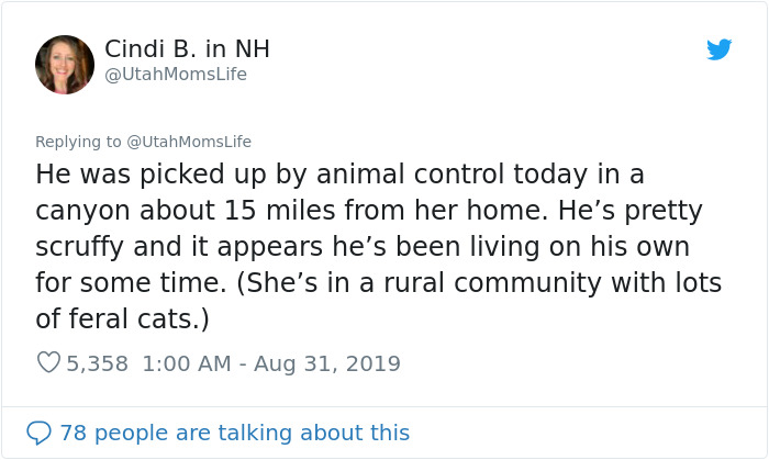 Missing Cat Is Brought Home After 5 Years, Still Recognizes Its Owner Missing Cat Is Brought Home After 5 Years, Still Recognizes Its Owner