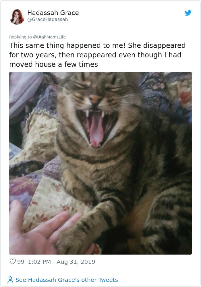 Missing Cat Is Brought Home After 5 Years, Still Recognizes Its Owner Missing Cat Is Brought Home After 5 Years, Still Recognizes Its Owner