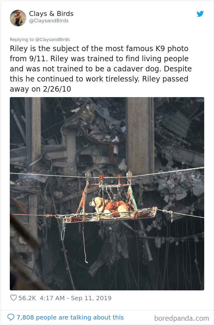 Person Honors The Dog Heroes Of 9/11 That Are Often Overlooked In A Beautifully Sad Twitter Thread Person Honors The Dog Heroes Of 9/11 That Are Often Overlooked In A Beautifully Sad Twitter Thread