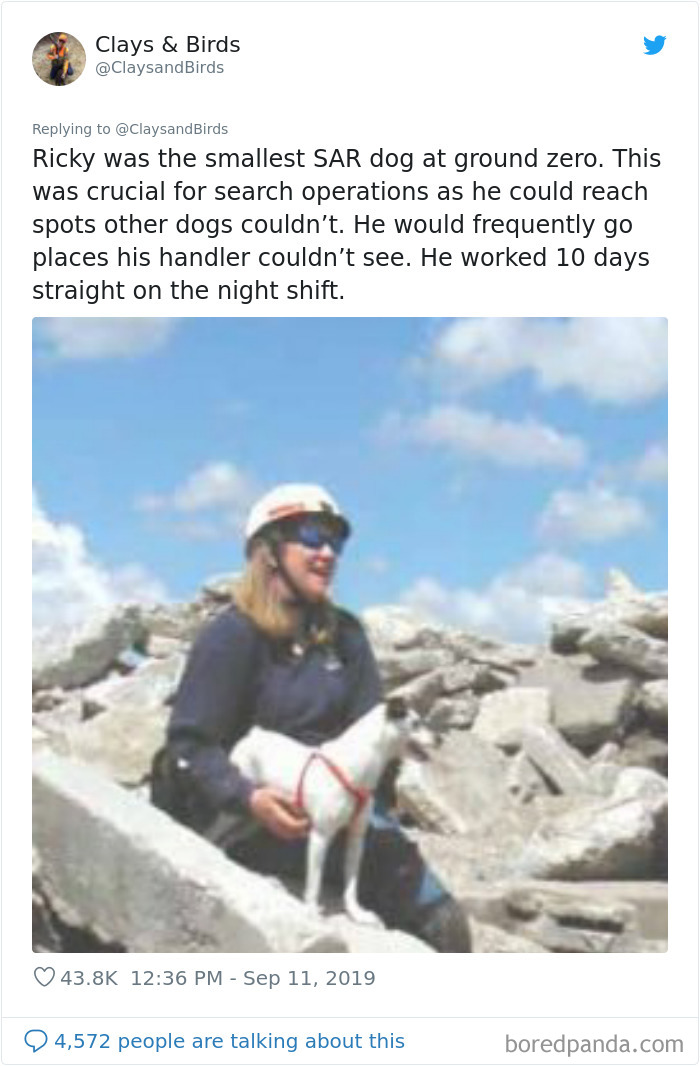 Person Honors The Dog Heroes Of 9/11 That Are Often Overlooked In A Beautifully Sad Twitter Thread Person Honors The Dog Heroes Of 9/11 That Are Often Overlooked In A Beautifully Sad Twitter Thread