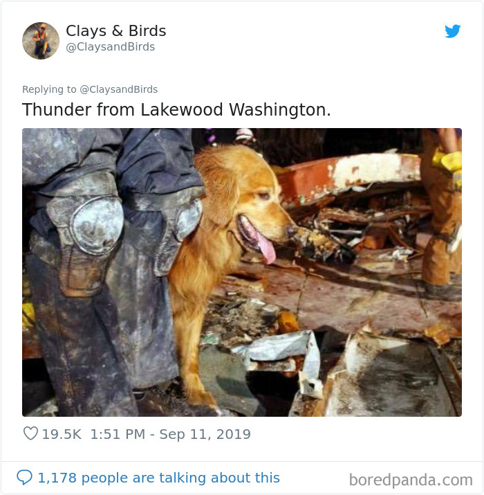 Person Honors The Dog Heroes Of 9/11 That Are Often Overlooked In A Beautifully Sad Twitter Thread Person Honors The Dog Heroes Of 9/11 That Are Often Overlooked In A Beautifully Sad Twitter Thread