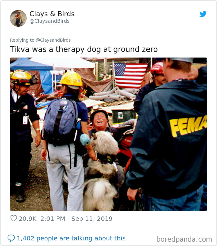 Person Honors The Dog Heroes Of 9/11 That Are Often Overlooked In A Beautifully Sad Twitter Thread Person Honors The Dog Heroes Of 9/11 That Are Often Overlooked In A Beautifully Sad Twitter Thread