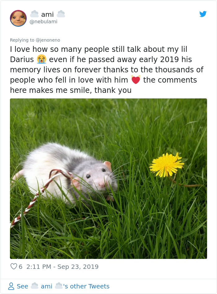 If You Haven't Smiled Today, Meet Darius, The Rat Who Was Taught To Paint If You Haven't Smiled Today, Meet Darius, The Rat Who Was Taught To Paint