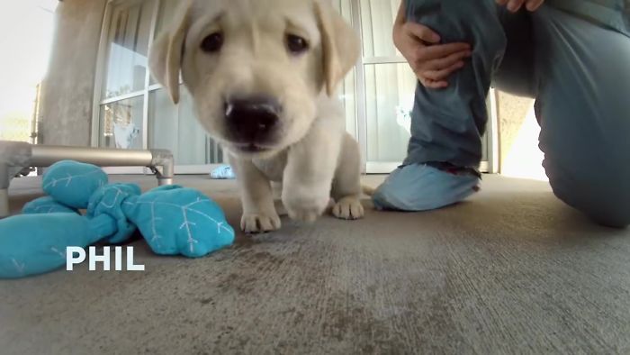 This Adorable Netflix Dogumentary Follows 5 Labrador Puppies' Training To Become Pawsome Guide Dogs This Adorable Netflix Dogumentary Follows 5 Labrador Puppies' Training To Become Pawsome Guide Dogs