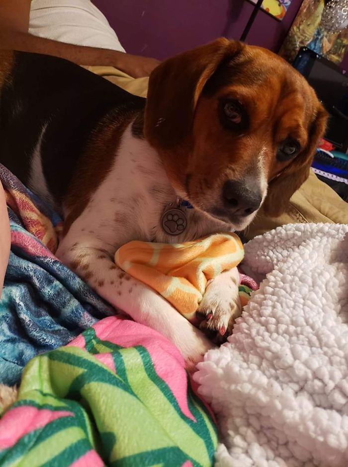 Rescue-Dogs-Stories-Megan-Burris