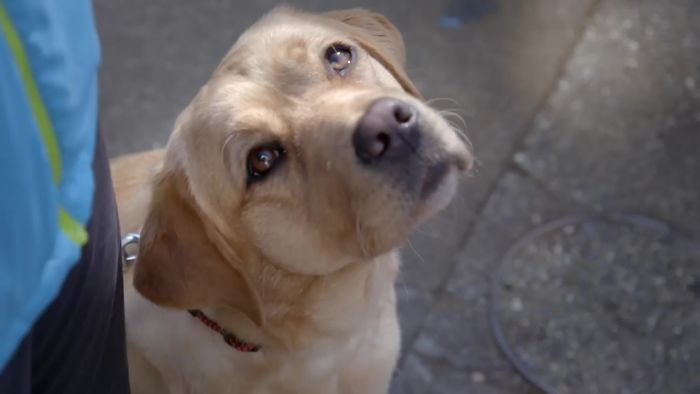 This Adorable Netflix Dogumentary Follows 5 Labrador Puppies' Training To Become Pawsome Guide Dogs
