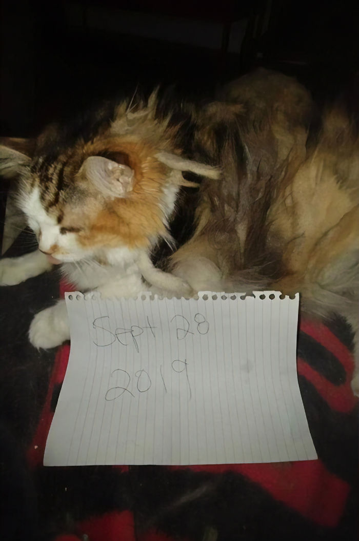 Good News, Everyone - Loops The Cat Is Alive And Well