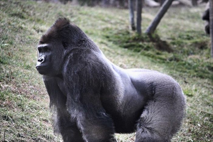 Silverback gorilla standing on grass, showcasing nature and wildlife as part of forgotten hottest trends from the past decade.