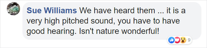 Meet The Most Hardcore Mice You&rsquo;ve Ever Seen That Hunt Scorpions And Howl At The Moon