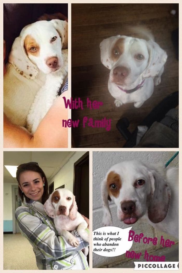 Rescue-Dogs-Stories-Megan-Burris