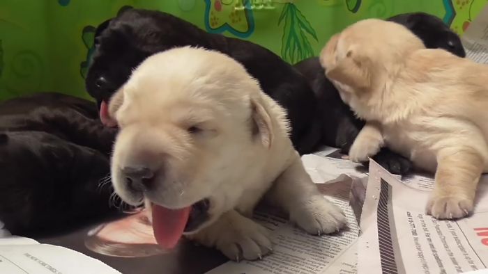 This Adorable Netflix Dogumentary Follows 5 Labrador Puppies' Training To Become Pawsome Guide Dogs This Adorable Netflix Dogumentary Follows 5 Labrador Puppies' Training To Become Pawsome Guide Dogs
