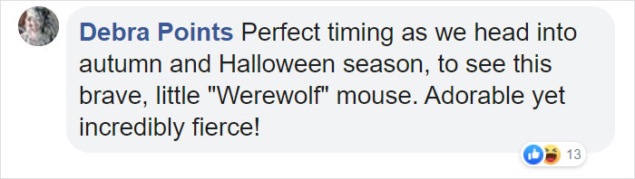 Meet The Most Hardcore Mice You&rsquo;ve Ever Seen That Hunt Scorpions And Howl At The Moon