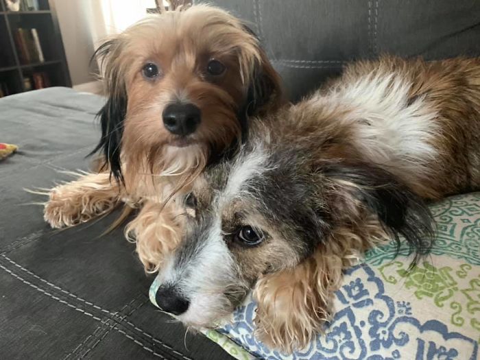 Rescue-Dogs-Stories-Megan-Burris