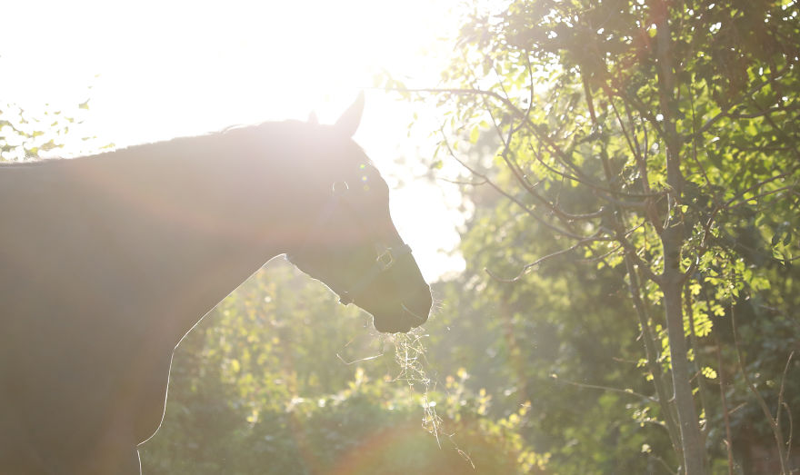 Meet Our Animals Who Help Special Needs Children In Ways That We, Humans, Struggle To Meet Our Animals Who Help Special Needs Children In Ways That We, Humans, Struggle To