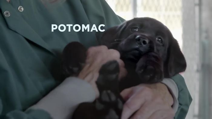 This Adorable Netflix Dogumentary Follows 5 Labrador Puppies' Training To Become Pawsome Guide Dogs