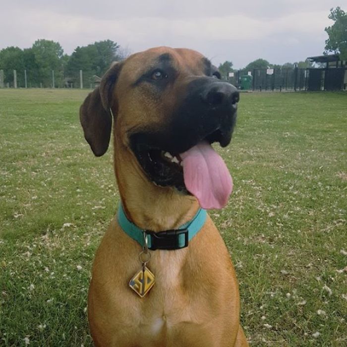 Scooby-Doo-Look-A-Likes