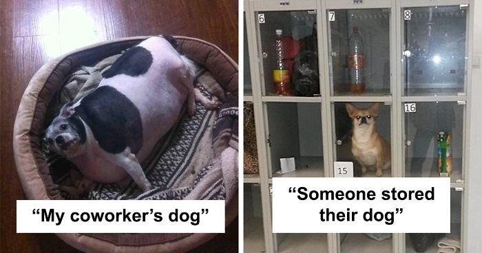 30 Idiot People Who Don’t Deserve To Own A Pet