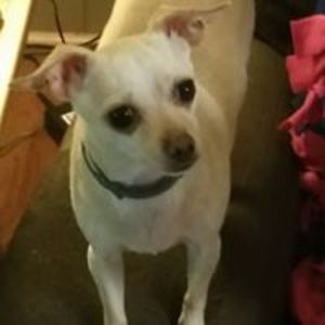 blondieandlele avatar