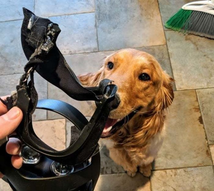 The Oculus Quest Apparently Doubles As A $400 Dog Treat