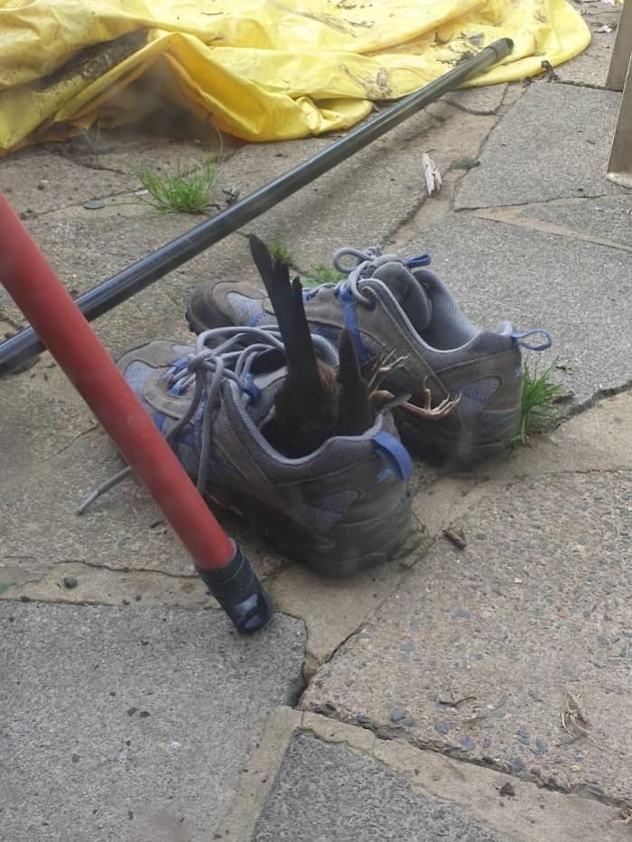 My Friend Found A Dead Bird In Her Shoes This Morning