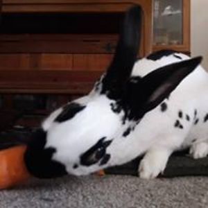 aravistarkheena avatar