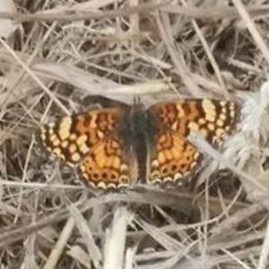 richardsfukada avatar