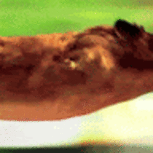 alexandraward avatar